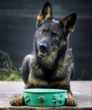 Dog Food/Water Bowl - Green