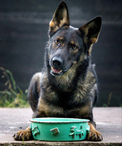 Dog Food/Water Bowl - Green – Carmel Ceramica